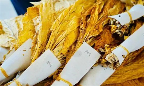 煙葉分級燈箱：提高煙葉分級效率和準確性的關鍵工具2